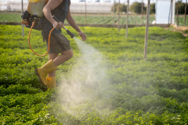 Best Wasp Removal Services  in Caruthersville, MO