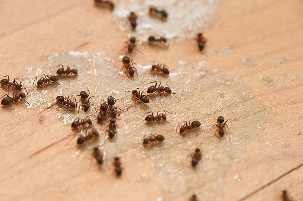 Best Local Pest Control Services  in Caruthersville, MO