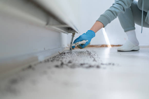Best Insect Control  in Caruthersville, MO